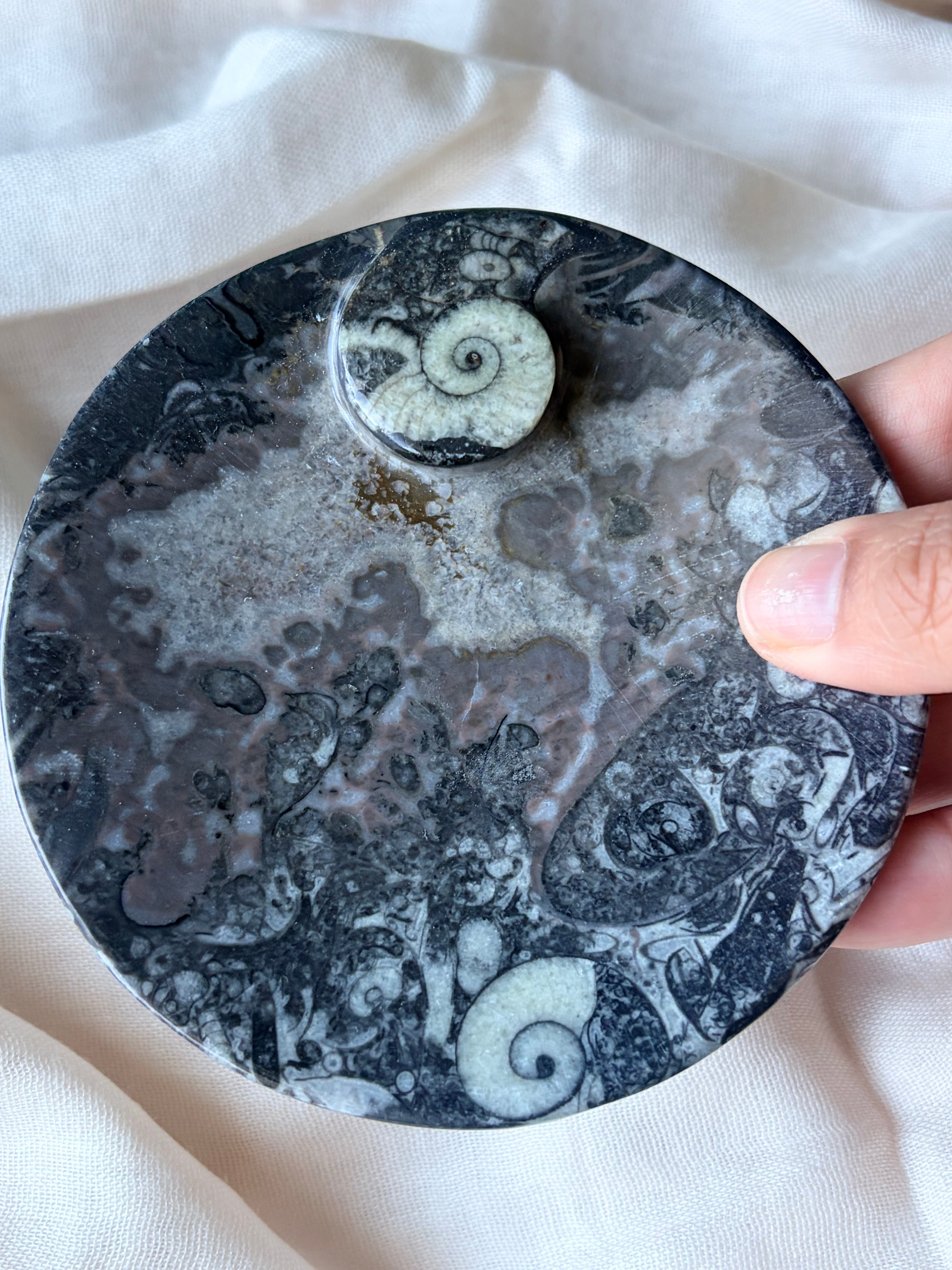 Ammonite - Orthoceras Fossil Bowl (A)