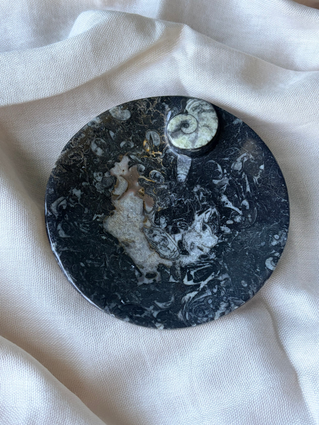 Ammonite - Orthoceras Fossil Bowl (B)