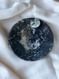 Ammonite - Orthoceras Fossil Bowl (B)