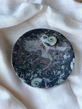 Ammonite - Orthoceras Fossil Bowl (A)
