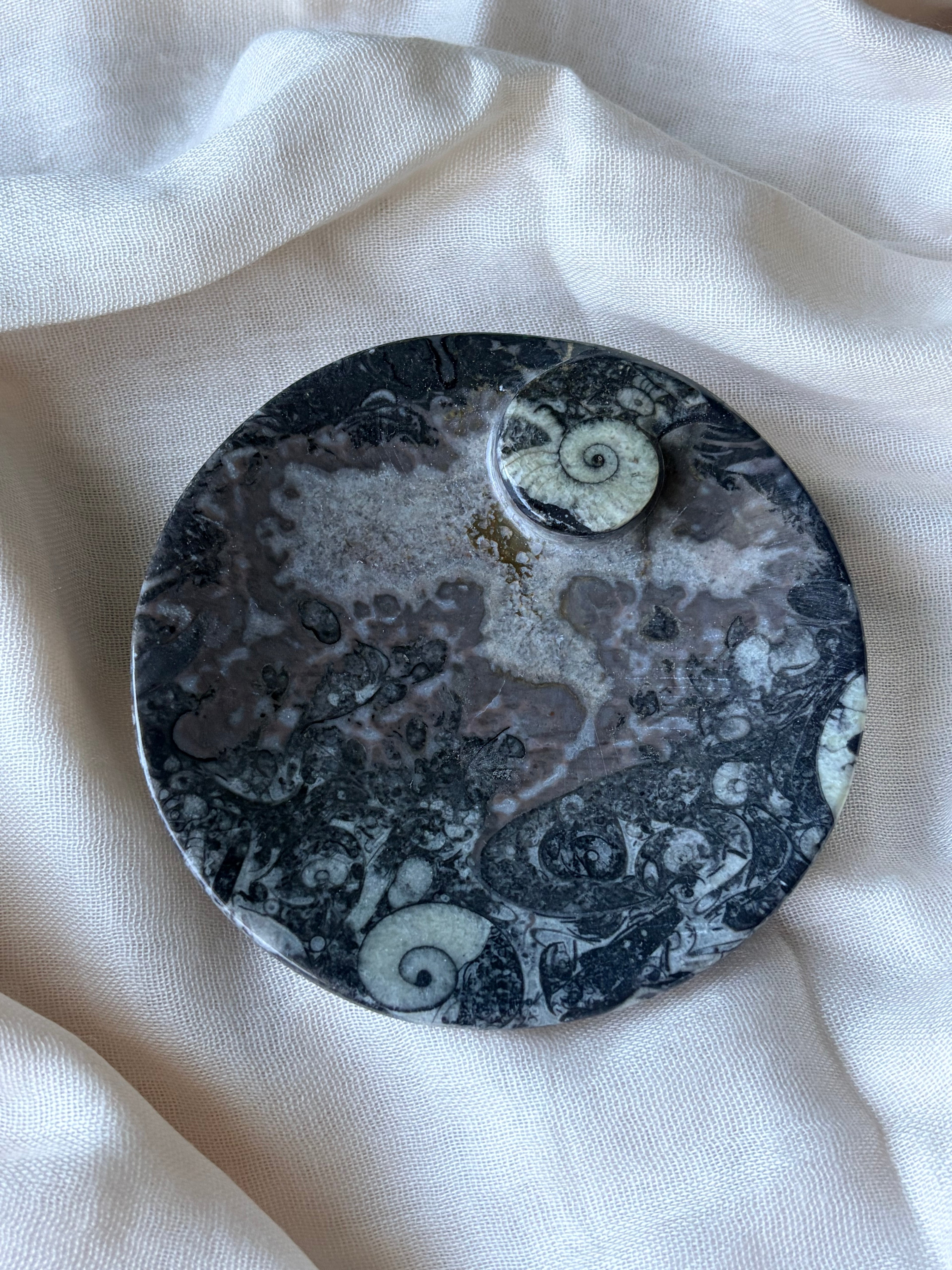 Ammonite - Orthoceras Fossil Bowl (A)