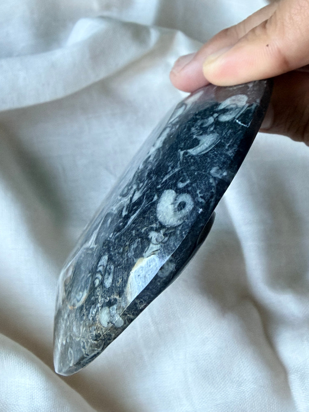 Ammonite - Orthoceras Fossil Bowl (B)