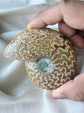Ammonite Fossil 2-3” (B)