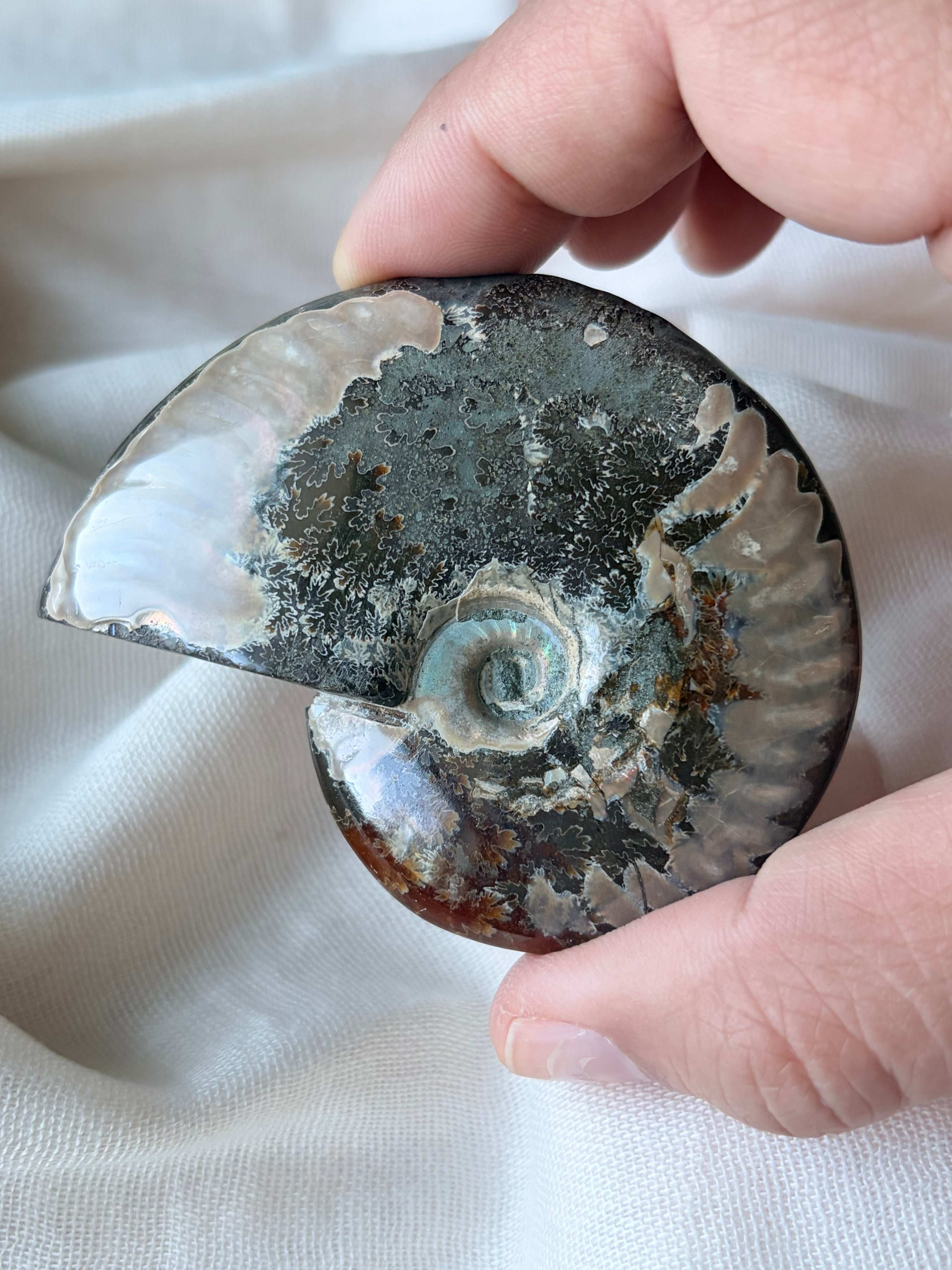 Ammonite Fossil 2-3” (C)