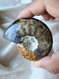 Ammonite Fossil 2-3” (A)