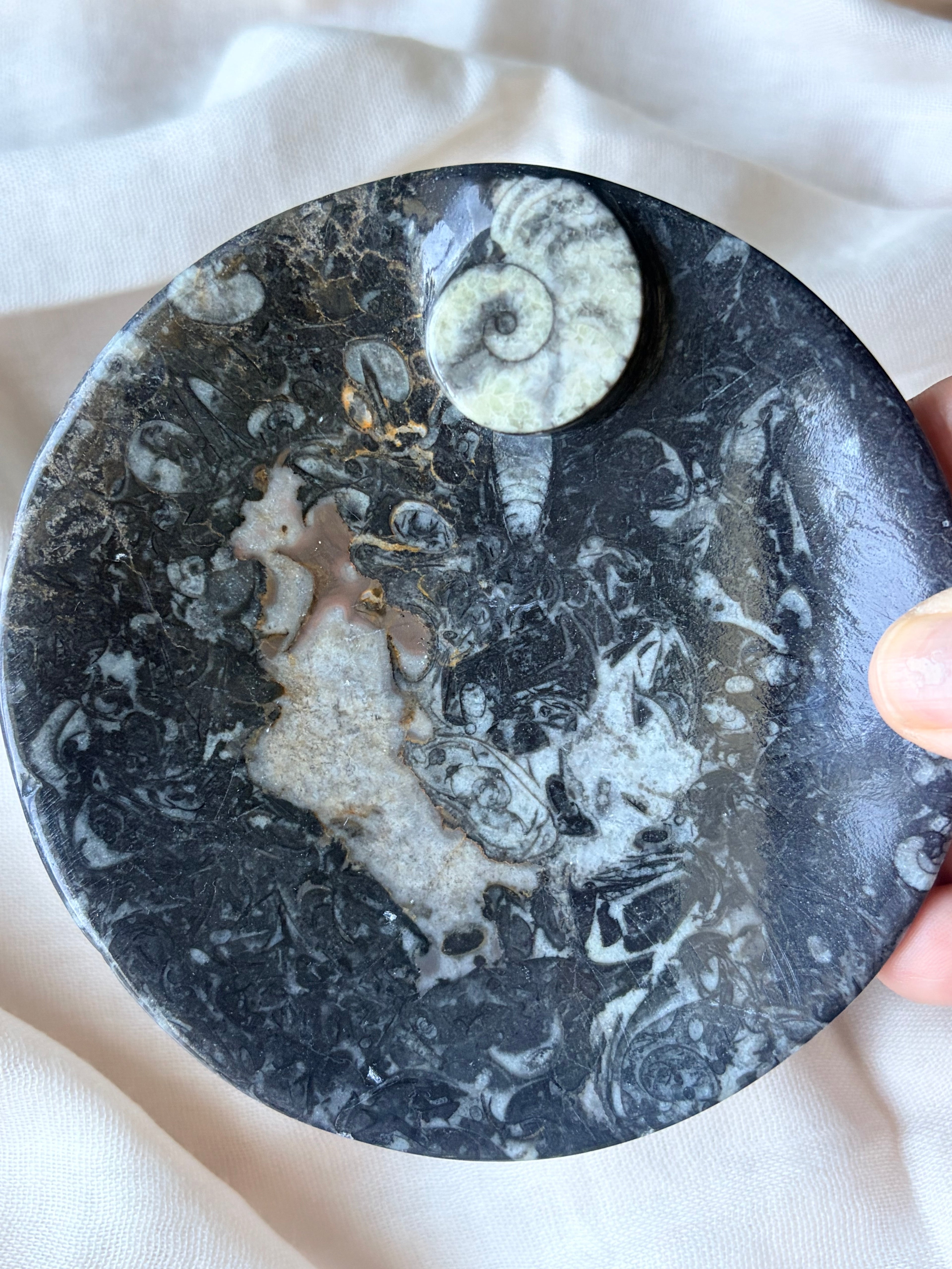 Ammonite - Orthoceras Fossil Bowl (B)