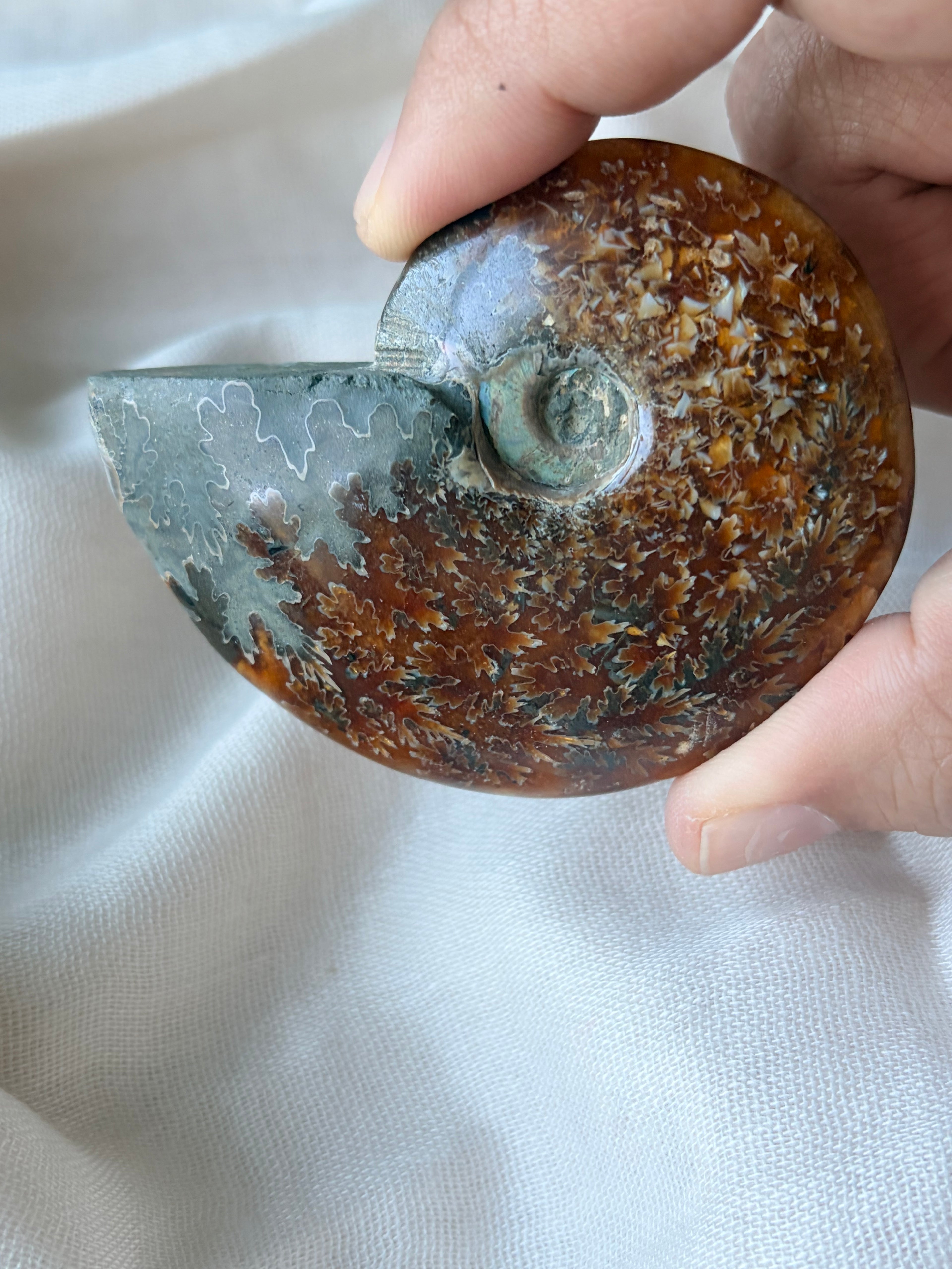 Ammonite Fossil 2-3” (E)