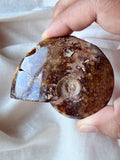 Ammonite Fossil 2-3” (D)