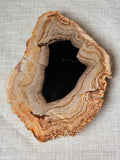 Petrified Wood Slab (B)