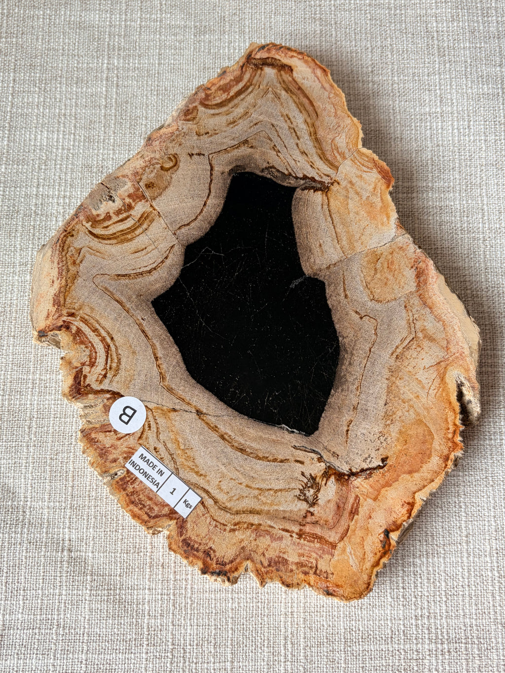 Petrified Wood Slab (B)