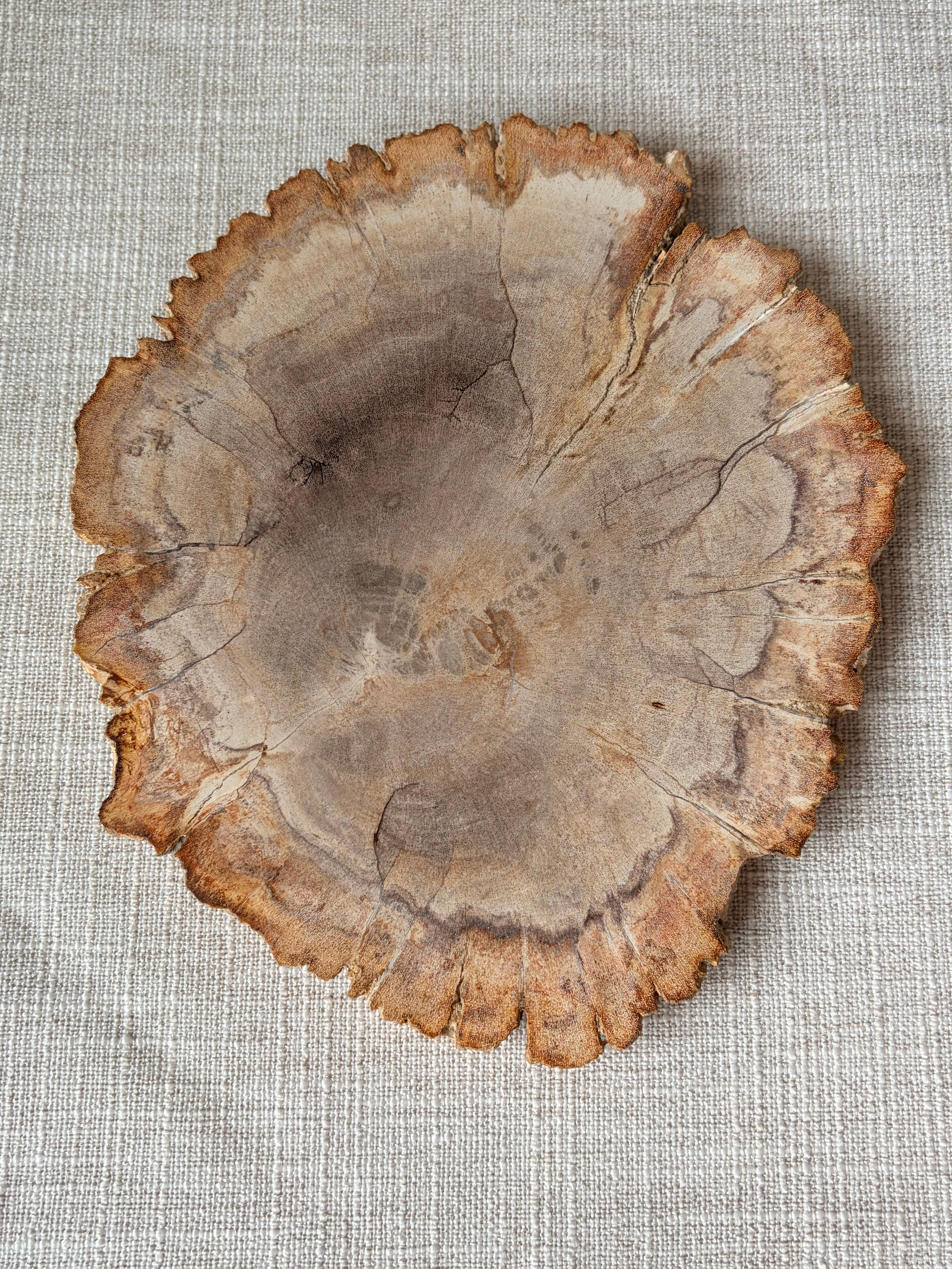 Petrified Wood Slab (A)