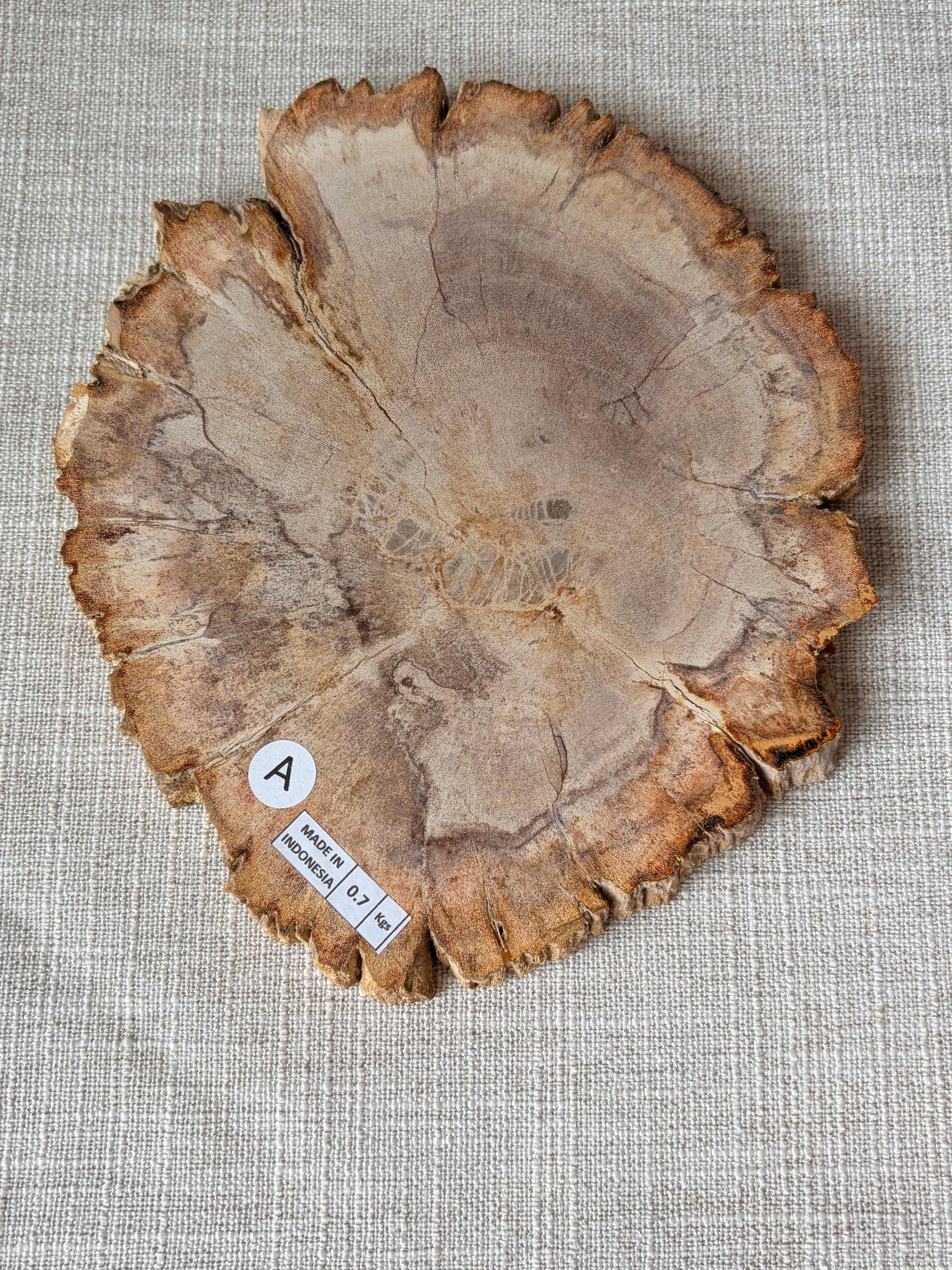 Petrified Wood Slab (A)