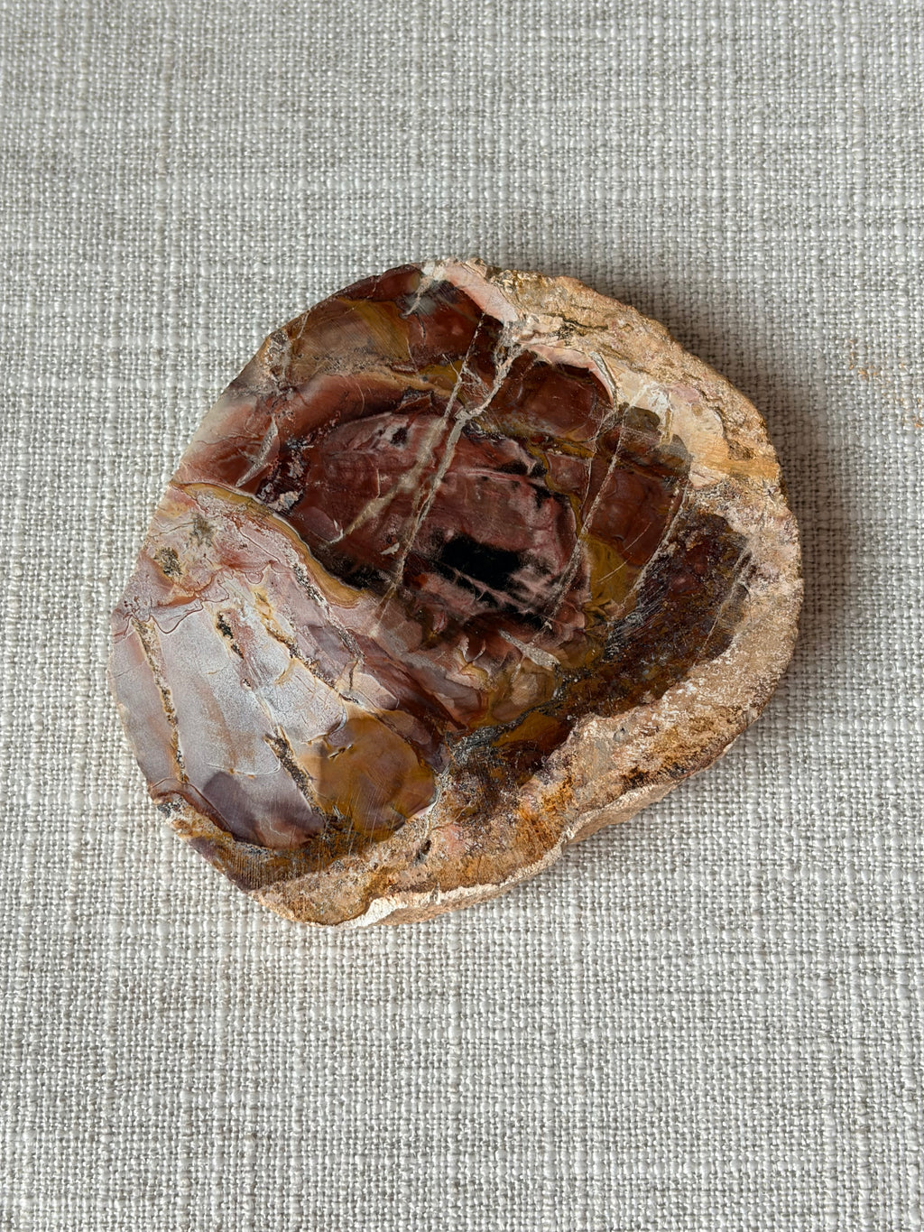 Petrified Wood Mini Slab (C)