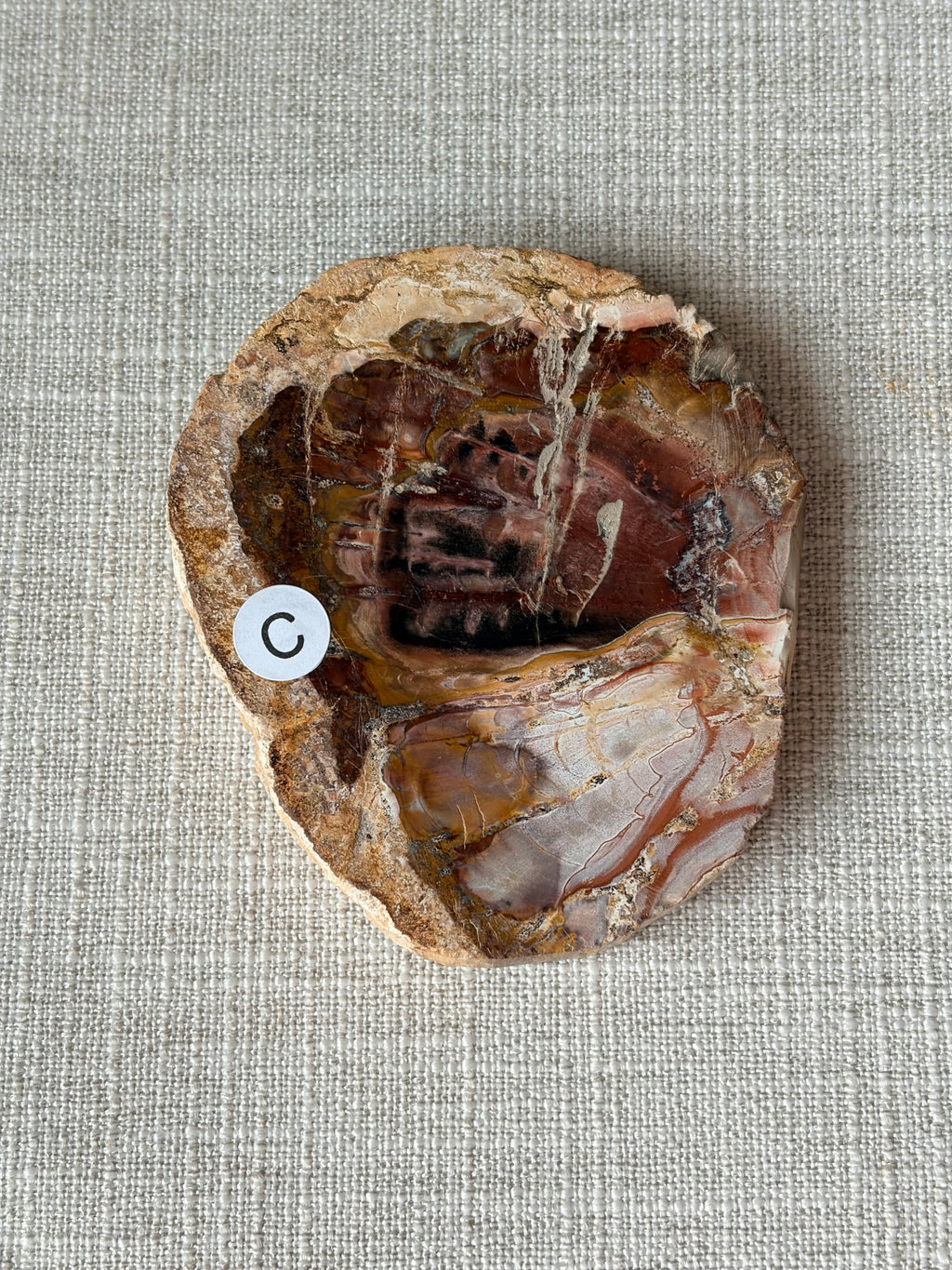 Petrified Wood Mini Slab (C)