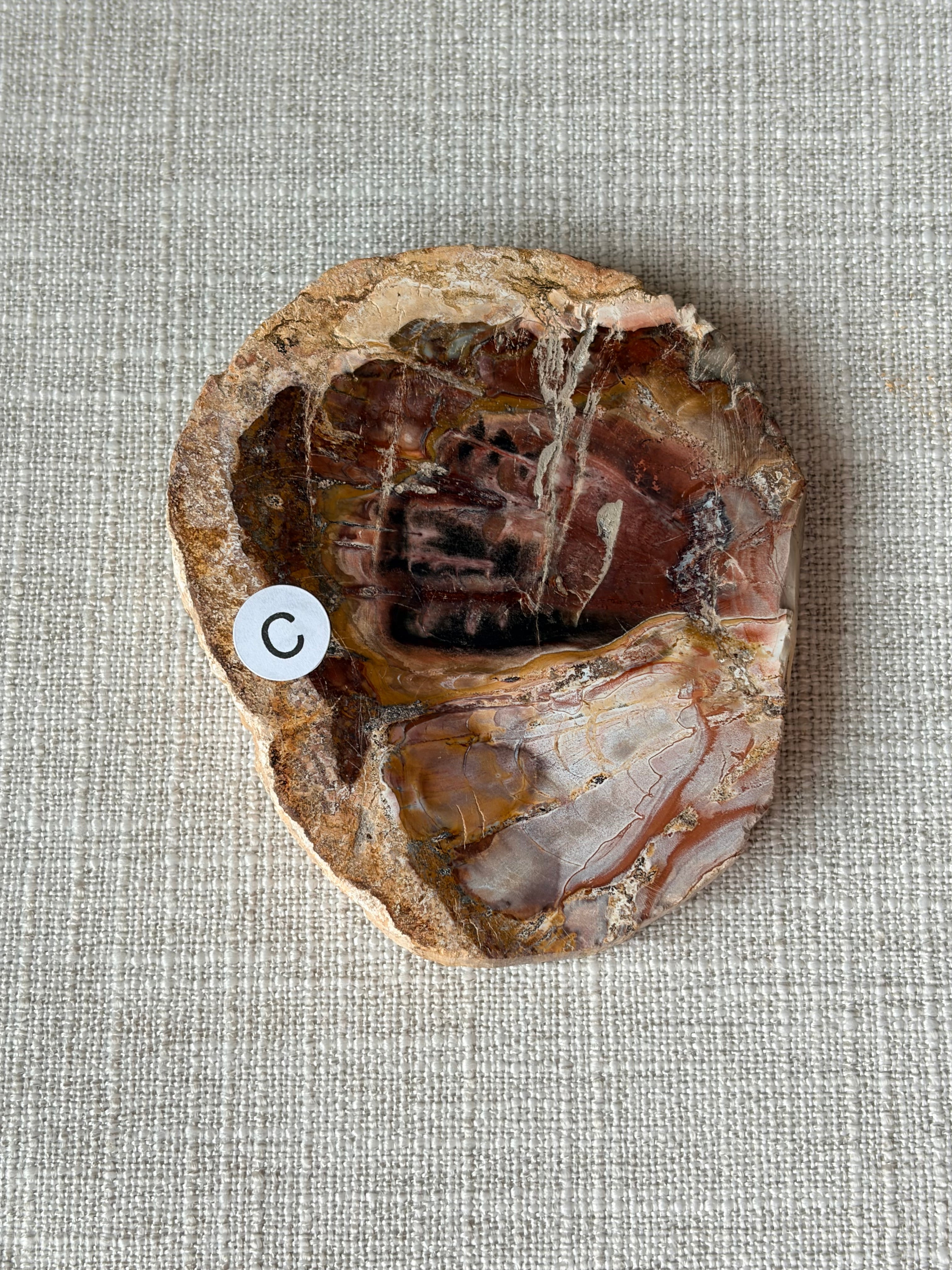 Petrified Wood Mini Slab (C)