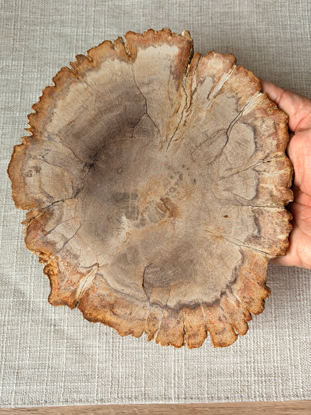 Petrified Wood Slab (A)