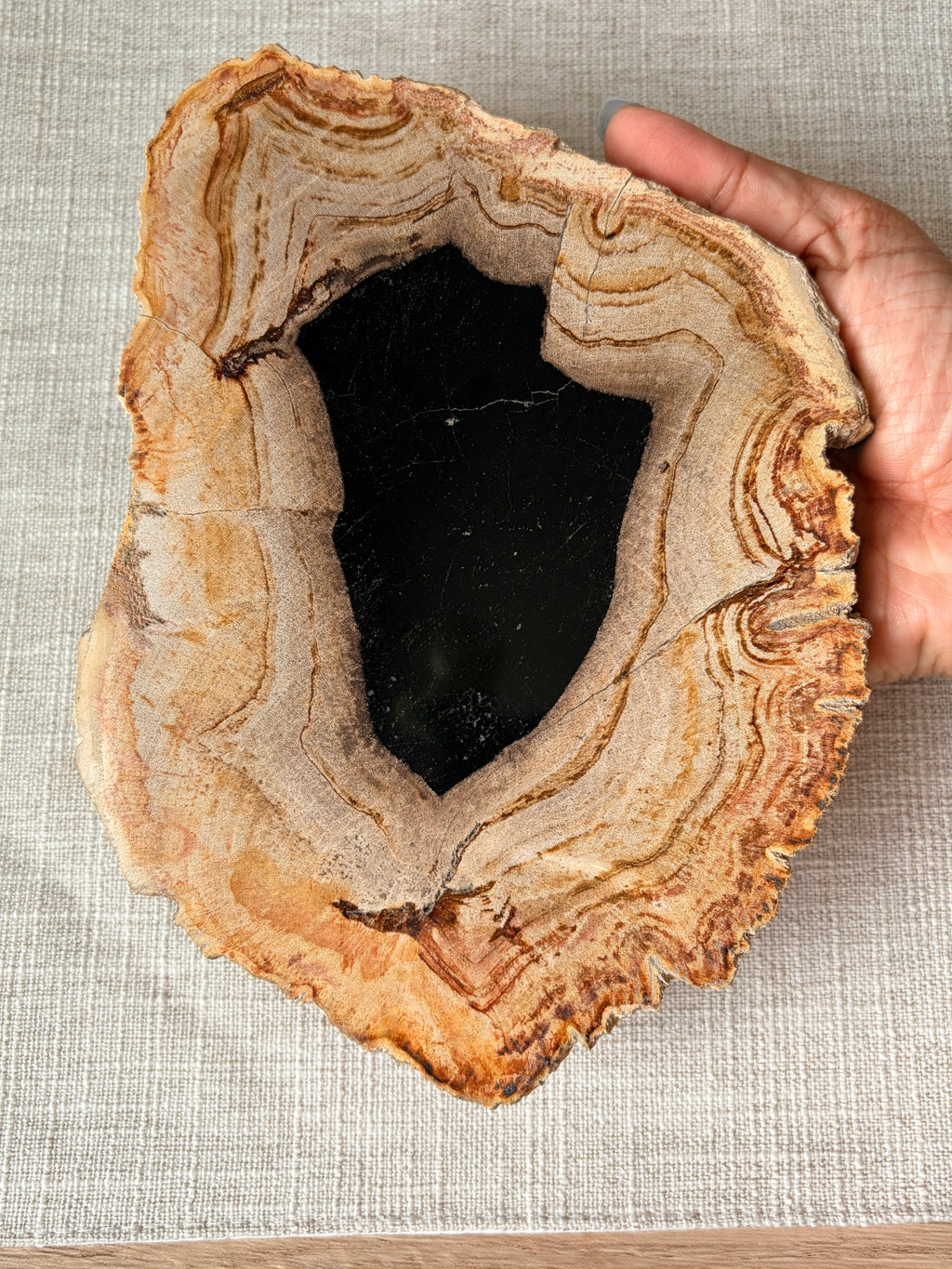 Petrified Wood Slab (B)