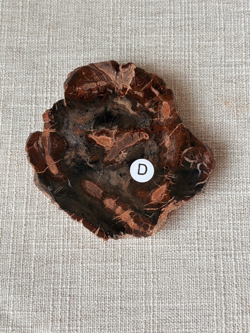 Petrified Wood Mini Slab (D)