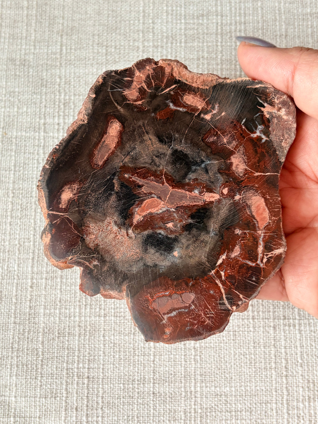 Petrified Wood Mini Slab (D)