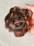 Petrified Wood Mini Slab (D)