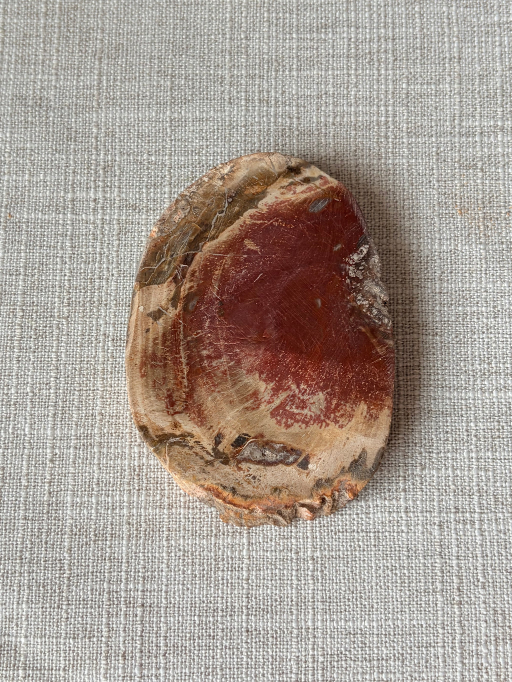 Petrified Wood Mini Slab (E)