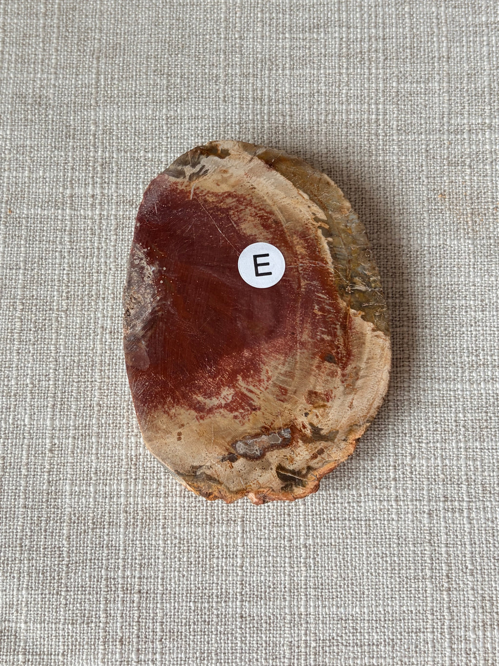 Petrified Wood Mini Slab (E)