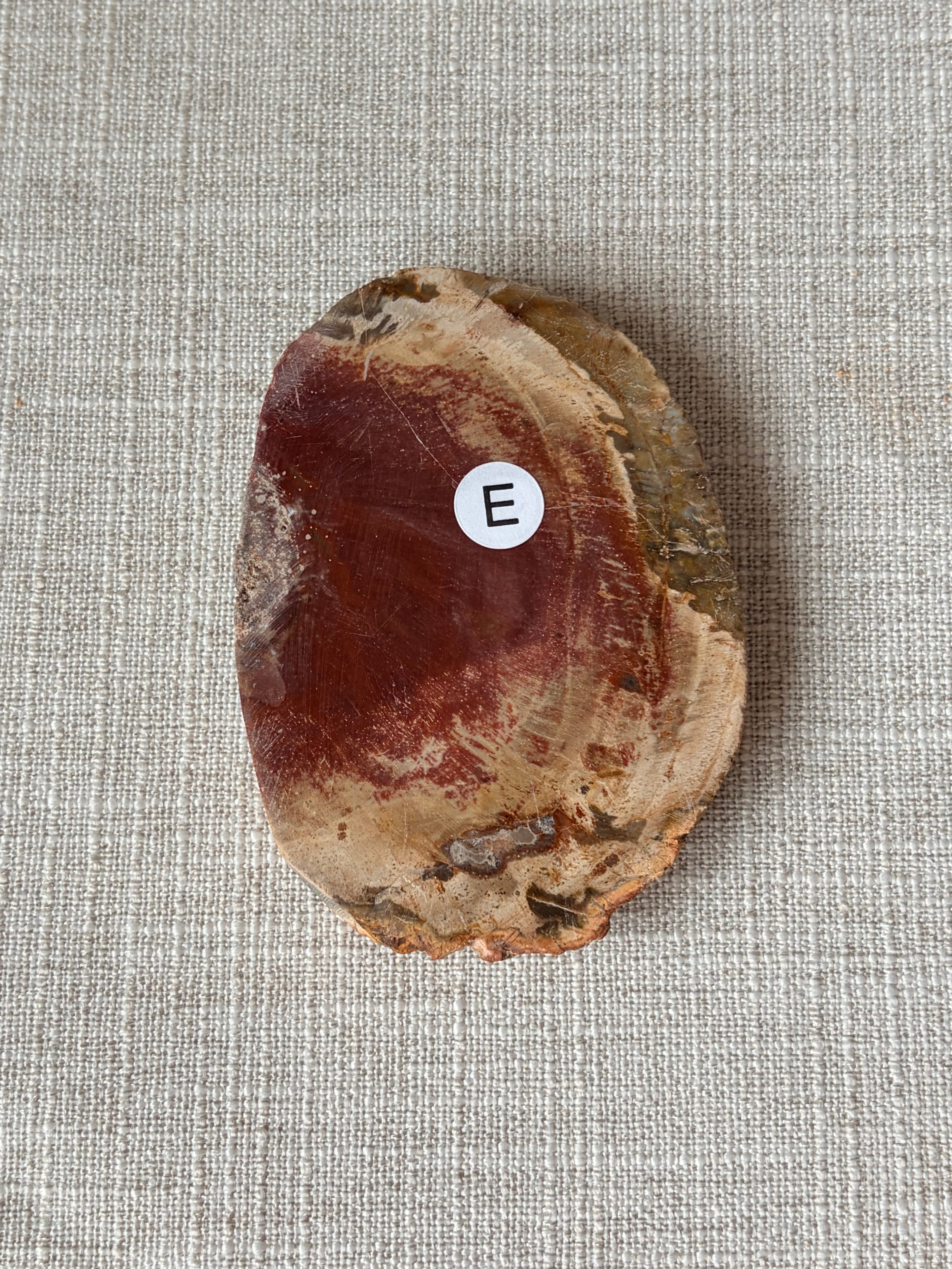 Petrified Wood Mini Slab (E)