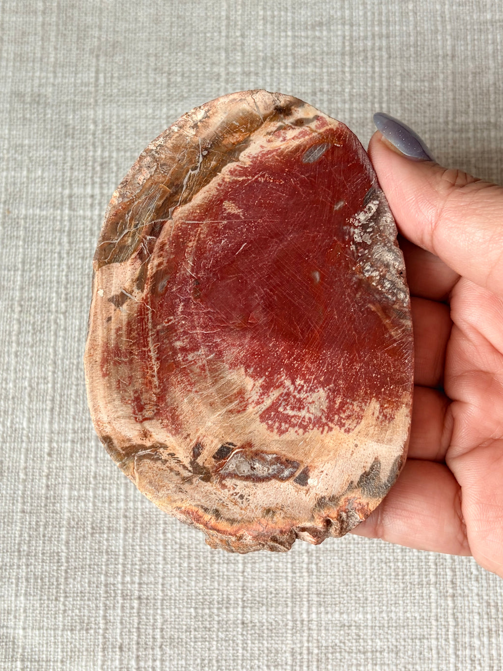 Petrified Wood Mini Slab (E)