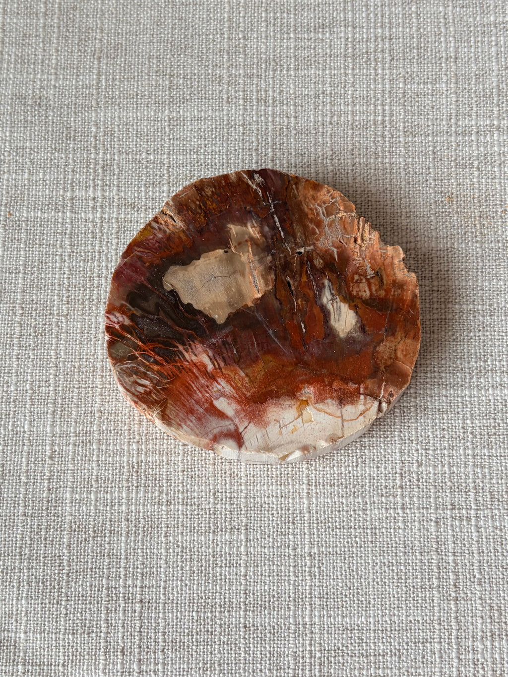 Petrified Wood Mini Slab (F)