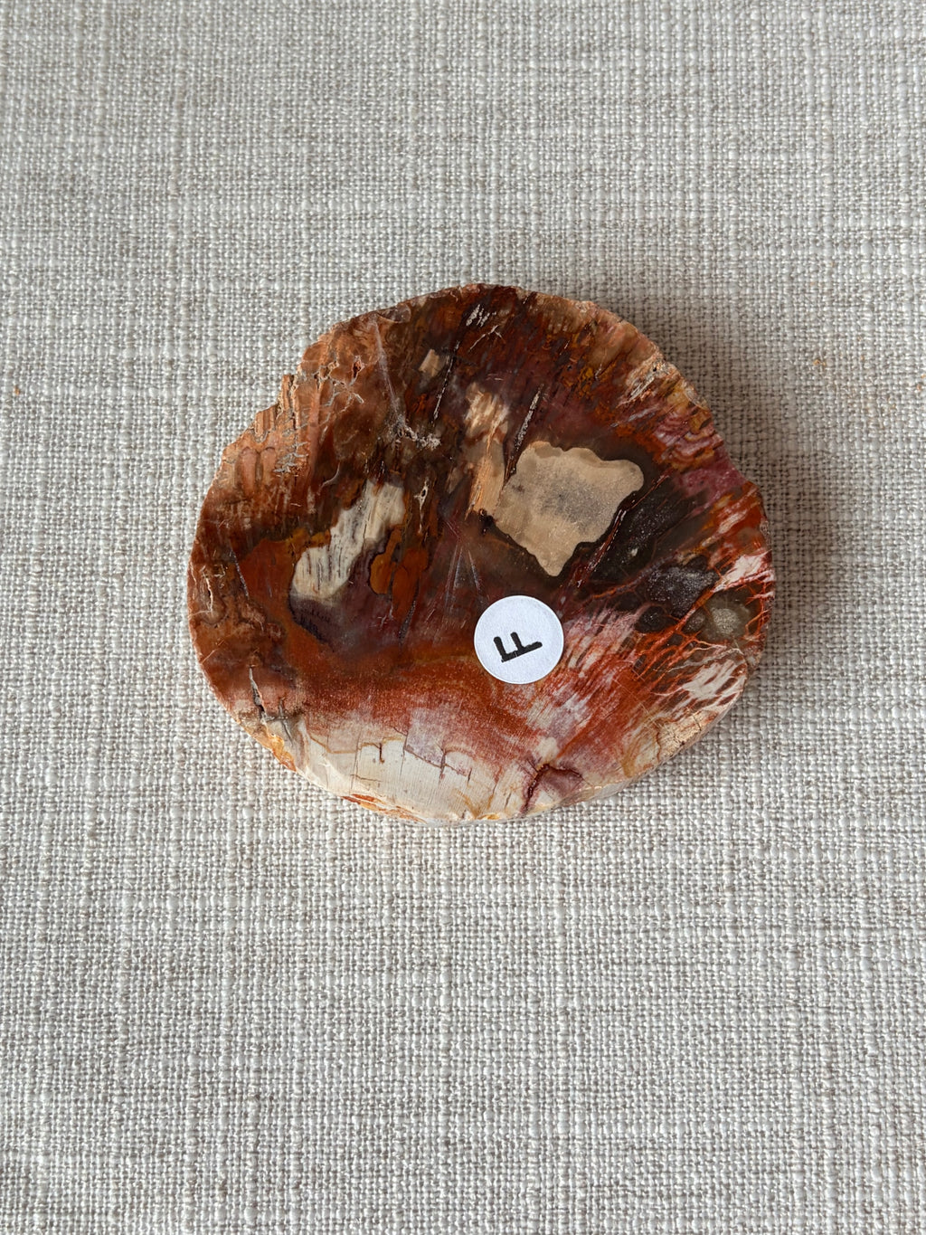 Petrified Wood Mini Slab (F)
