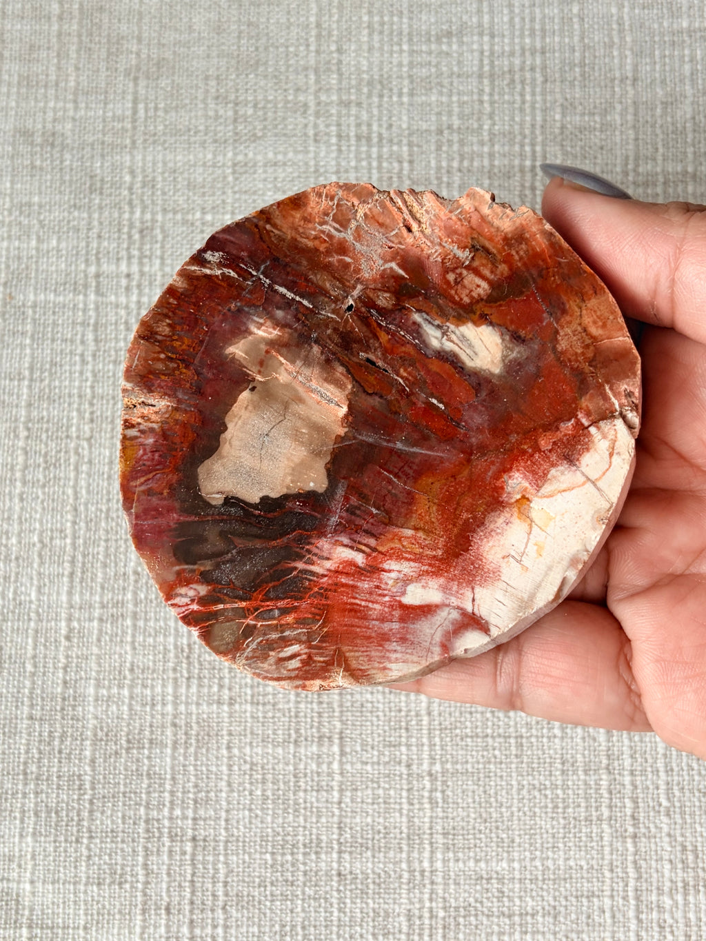 Petrified Wood Mini Slab (F)