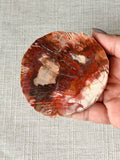 Petrified Wood Mini Slab (F)