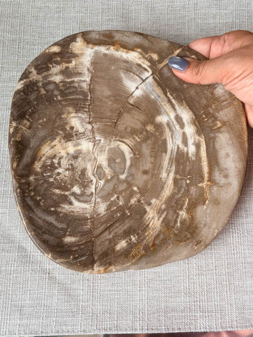 Petrified Wood Plate (G)