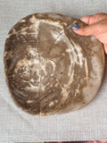 Petrified Wood Plate (G)
