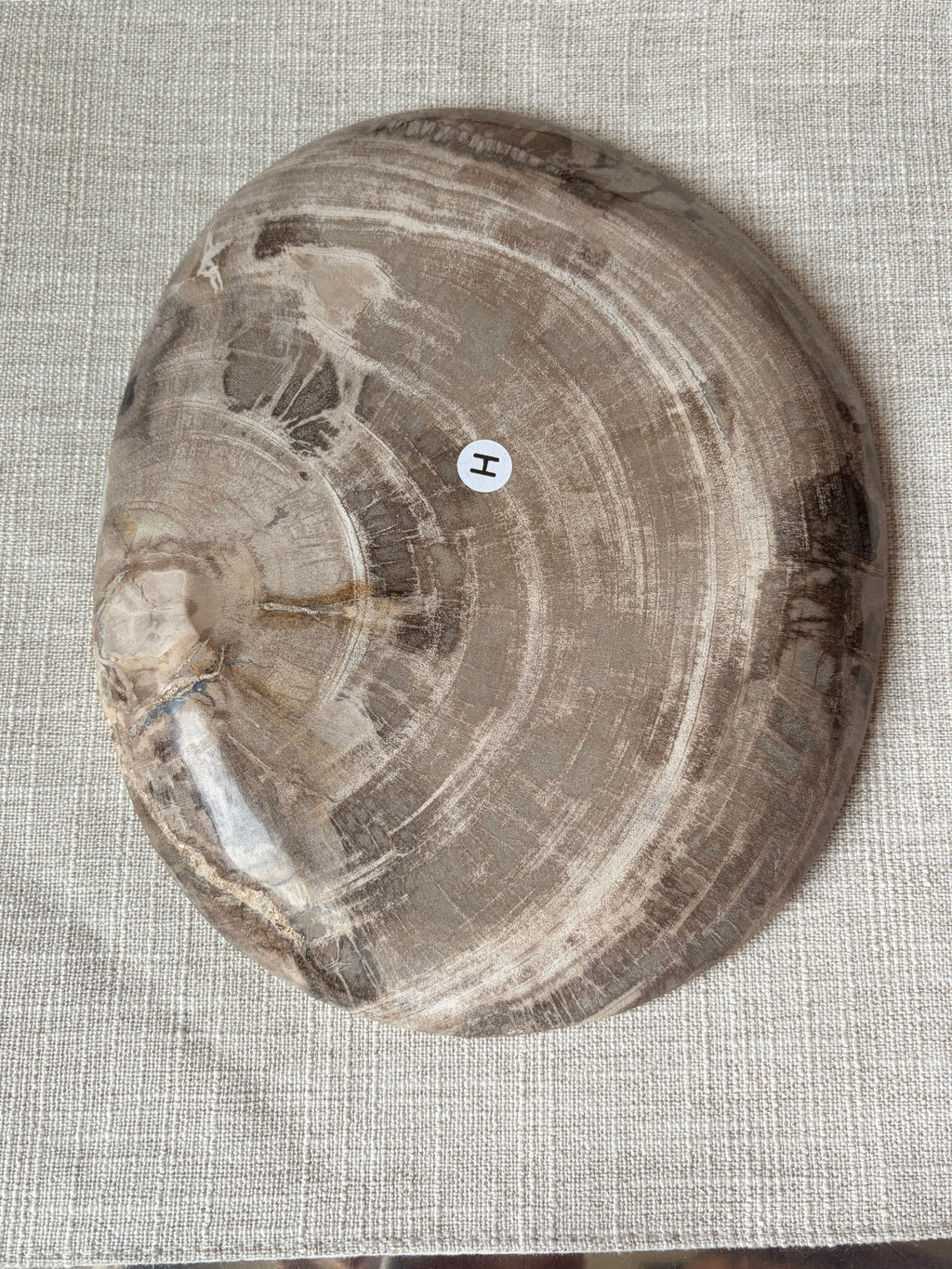 Petrified Wood Plate (H)