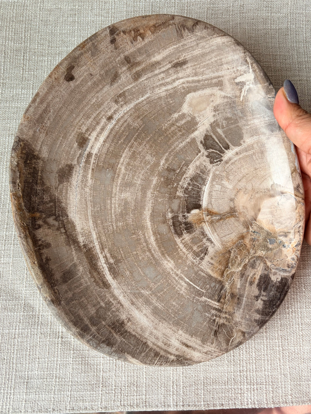 Petrified Wood Plate (H)