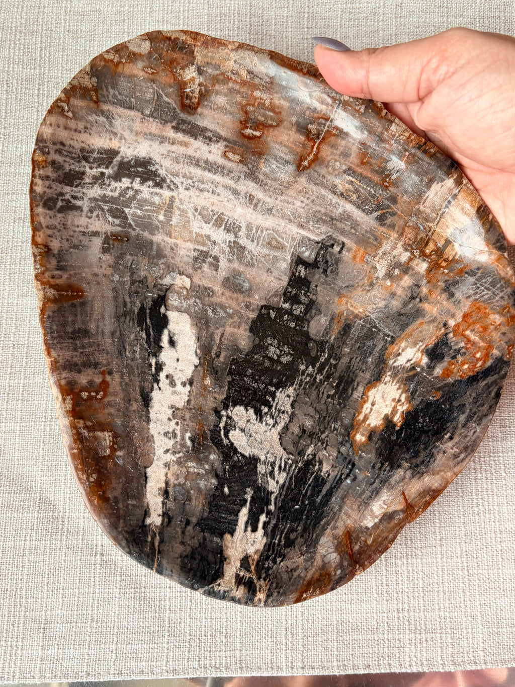 Petrified Wood Plate (I)