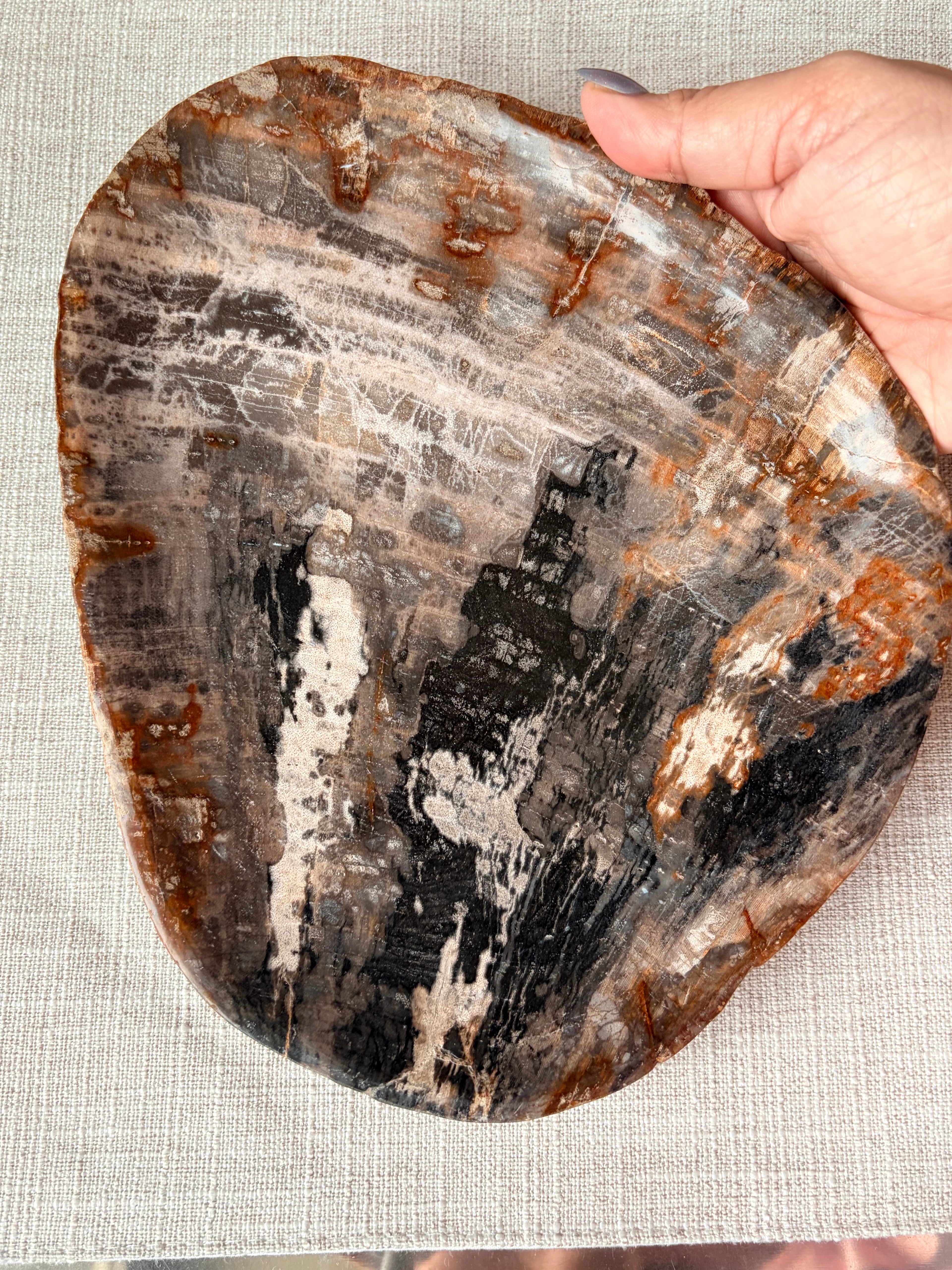 Petrified Wood Plate (I)